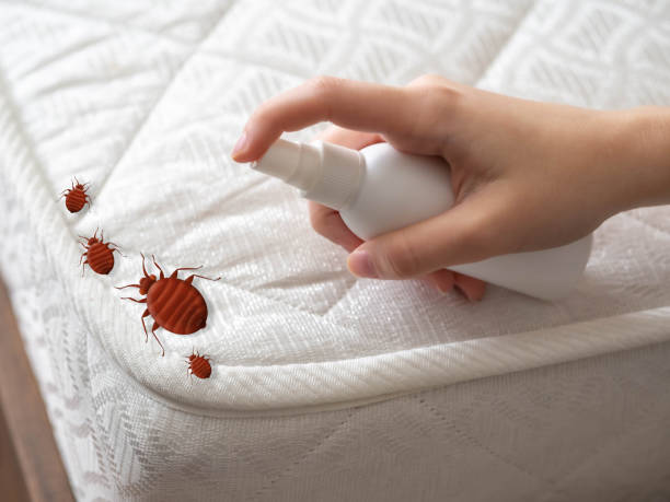 Best Cockroach Control Services  in Sulphur, OK